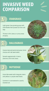 An invasive weed comparison chart is shown comparing crabgrass, dallisgrass, and nutsedge